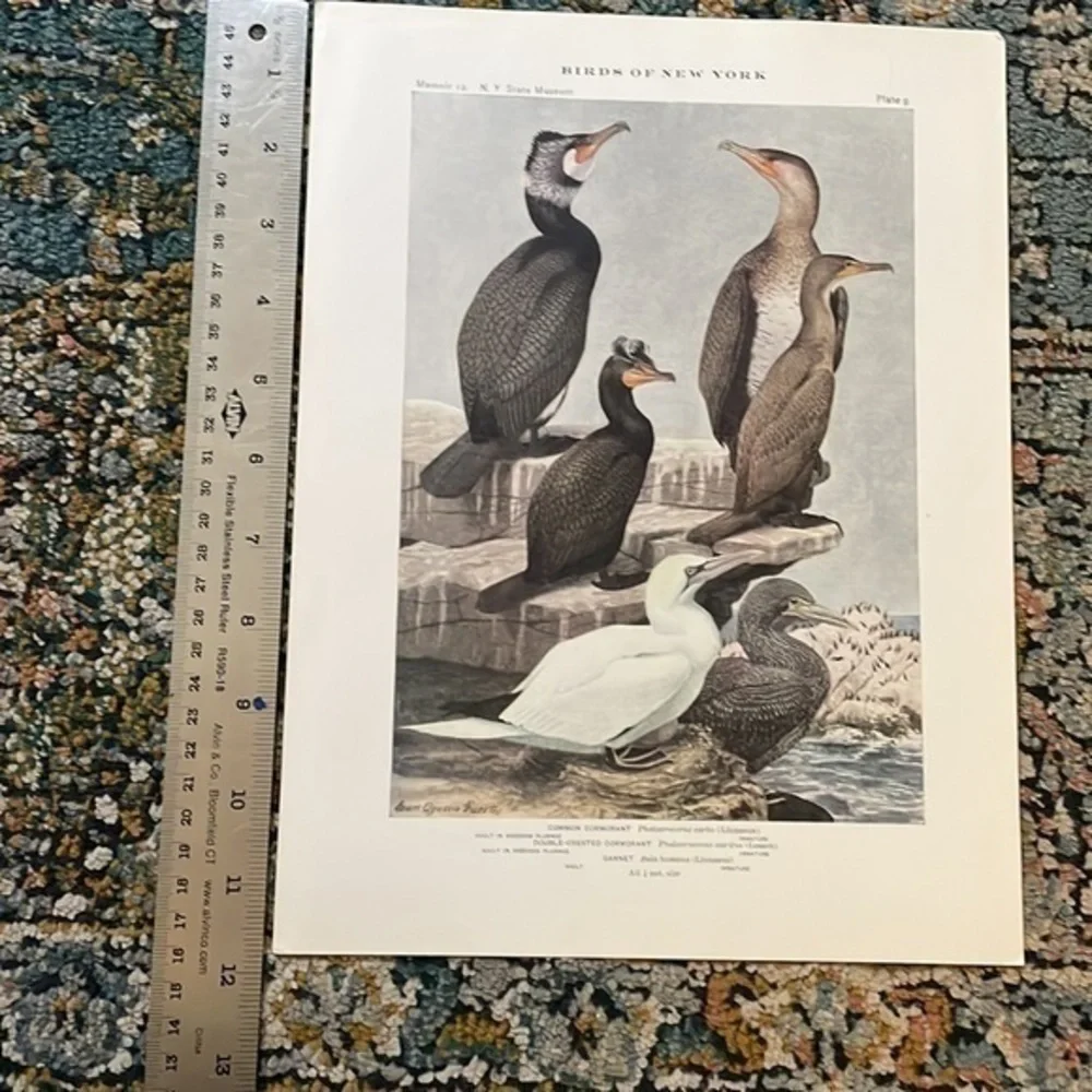 🖤5/$25 Antique Ornithological Bird Print Original 1913 vintage birds
